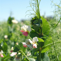 Consilience, Episode 1: Smarty Plants