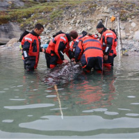 East Greenland Narwhals