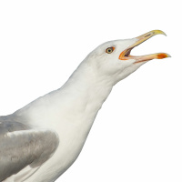 Adult Sea Gull Alarm Calls