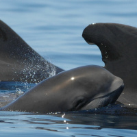 Pilot Whale Response