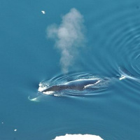 Bowhead Whale Song