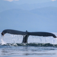 Humpback Whale Call