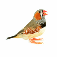 Zebra Finch Parental Heat Calls During Incubation