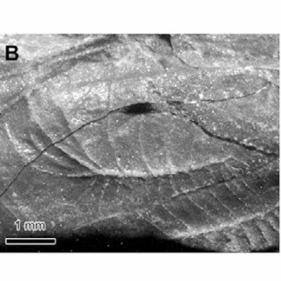 Ts Podcast: Consilience