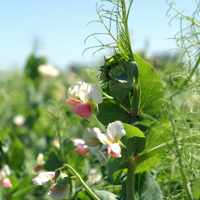 Ts Podcast: Consilience