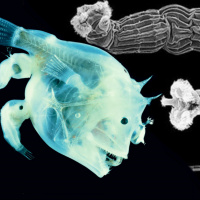 Ocean Lovin 2 - Anglers and Bdelloids