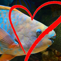 Ocean Lovin 2 - Parrotfish