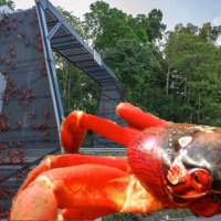 Christmas Island Crab Bridge
