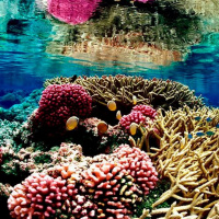 Can We Save Coral from Bleaching?