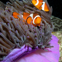 Ocean Lovin 2 - Clownfish