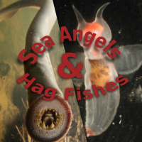 Ocean Lovin 2020 - Sea Angels and Hagfish