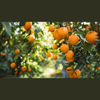 De temporada: El Bressol Bio