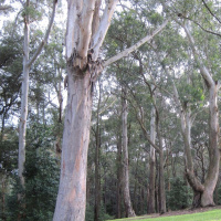 Ben Grisez - 1 Thessalonians 2:1-20 Our Hope and Joy