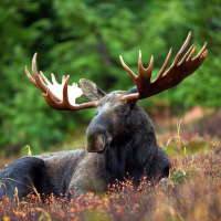 466: Canada Day Forcenings