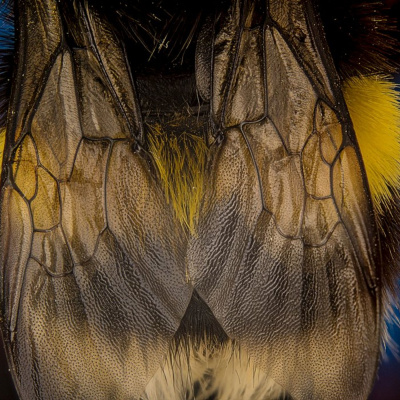 Pregnancy, Birth And Beyond