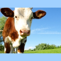 Экоферма (17) 