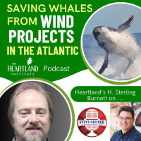 Saving Whales from Wind Projects in the Atlantic