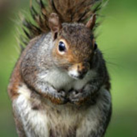 Scary Movies and Squirrels