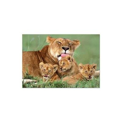 Inside Connection Radio With Sage Of Stars, Dr. Craig Martin