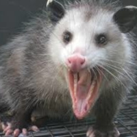 Carretera Perdida 137 - ¿Usará paraguas Dolly Parton?