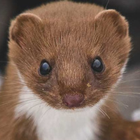 Carretera Perdida 76 - La Tercera Colaboracionistas y Comadrejas.