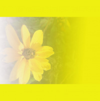 beating the pearls : who needs forever 