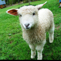 DTD: 340 - The joy that is Joy Horville 