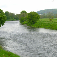 DTD - 110 - Yokel bear in control again