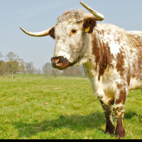 DTD: 367 - The guilt of Ambridge and chunky Kit Kats