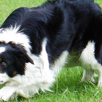 DTD Ep93 - We need more Ian