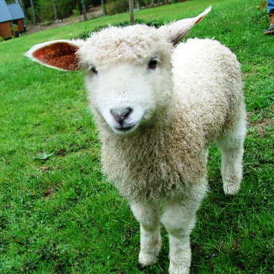 Dumteedum - A Show About The Bbc Show The Archers By Its Fans