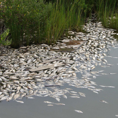 Dumteedum - A Show About The Bbc Show The Archers By Its Fans