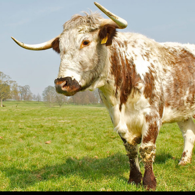 Dumteedum - A Show About The Bbc Show The Archers By Its Fans