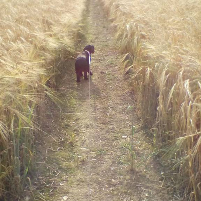 Dumteedum - A Show About The Bbc Show The Archers By Its Fans