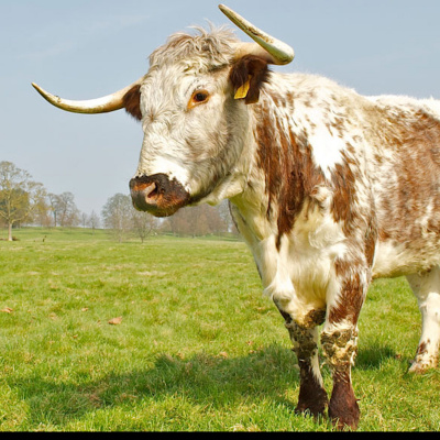 Dumteedum - A Show About The Bbc Show The Archers By Its Fans