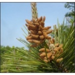 Bio 362 Plant Diversity