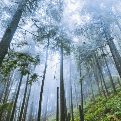 Small Town Dicks Podcast