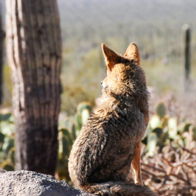 Small Town Dicks Podcast