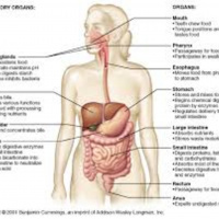 The Question of Digestion