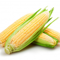 Shaun from Living Seeds Company in South Africa