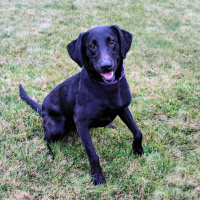 Rose - Furry Friday - 11-19-2021