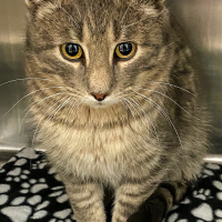 Squid - Furry Friday - 1-21-2022