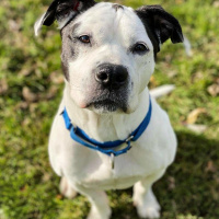 Diva - Furry Friday - 12-3-2021