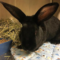 Atila The Bun Bun - Furry Friday - 10-29-2021