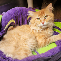 Paprika - Furry Friday - 3-18-2022