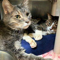 Sir Garfield and Count Simon - Furry Friday - 2-25-2022