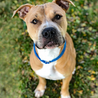 Blu - Furry Friday - 11-5-2021