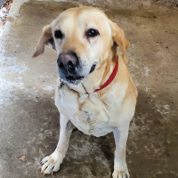 Noveske - Furry Friday - 2-18-2022