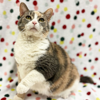 Henrietta - Furry Friday - 1-14-2022