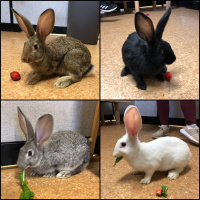 Furry Friday - Bunnies - 3-11-2022